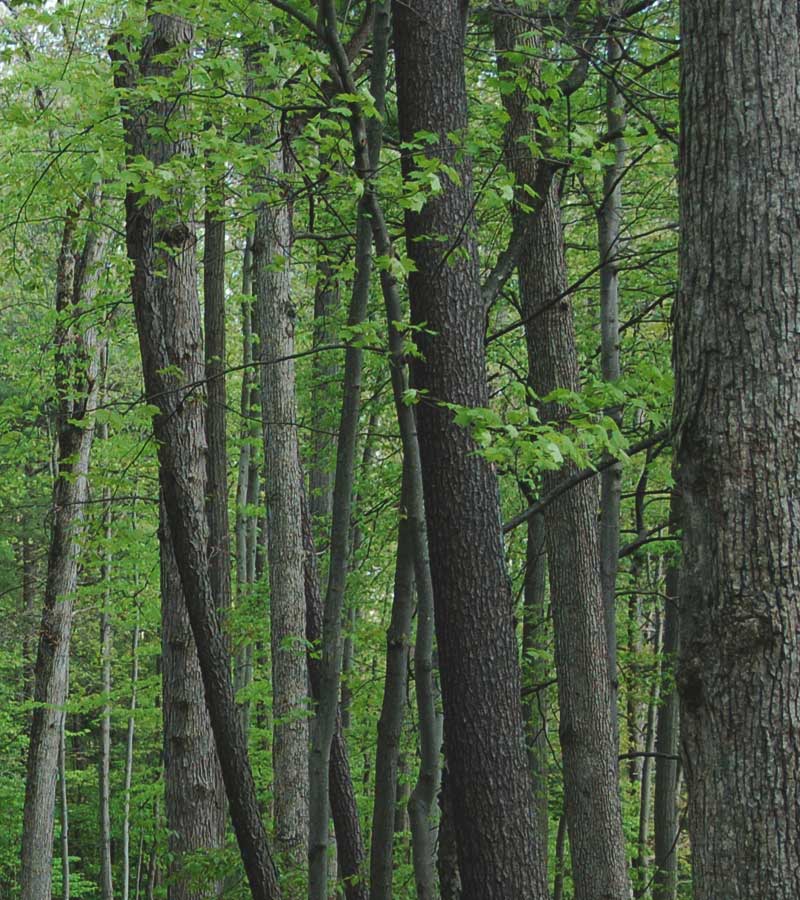 North Amercian Domestic Hardwood