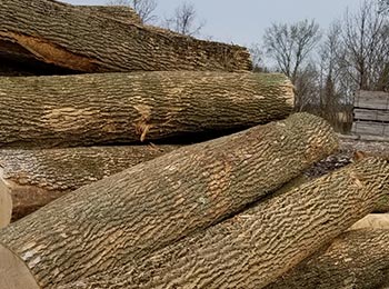 Ash Saw Logs