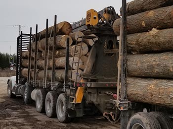 Hard Maple Veneer Logs