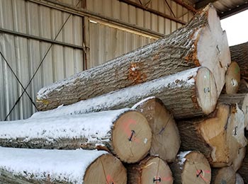 Red Oak Veneer Logs