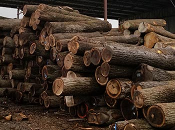 Walnut Saw Logs