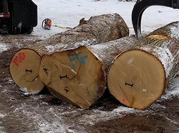 White Oak Veneer Logs