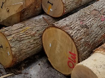 White Oak Veneer Logs