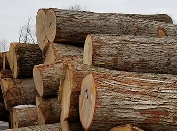 White Oak Veneer Logs