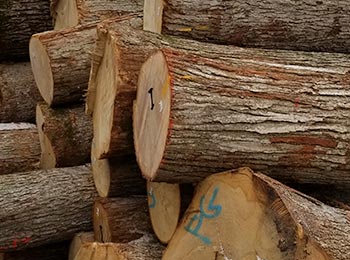 White Oak Logs