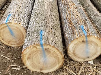 Yellow Poplar Logs